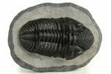 Prone Phacopid (Drotops) Trilobite - Mrakib, Morocco #338995-3